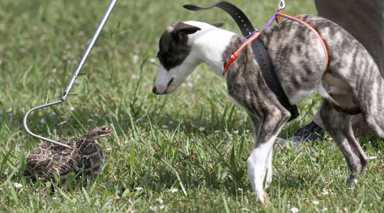 Snake Avoidance Class